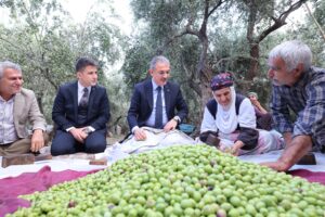 Vali Akkoyun, Derik’te zeytin hasadında…
